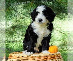 Bernedoodle Puppy for sale in FREDERICKSBG, OH, USA