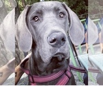 Small Photo #1 Great Dane Puppy For Sale in CLANTON, AL, USA