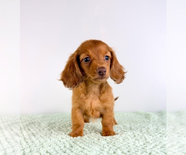 Medium Photo #2 Dachshund Puppy For Sale in GREENFIELD, IN, USA