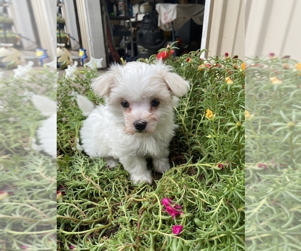 Medium Photo #7 Maltese Puppy For Sale in FREDONIA, KS, USA