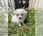 Small #6 Maltese