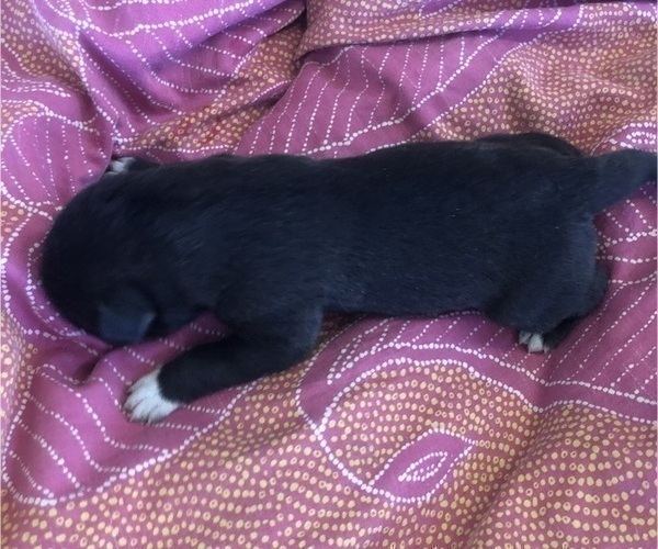 Medium Photo #20 Great Pyredane Puppy For Sale in KINGMAN, AZ, USA