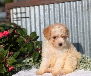Medium Poodle (Toy)