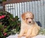 Puppy Clover Poodle (Toy)
