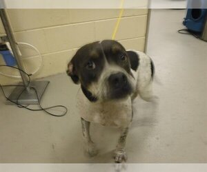 Mutt Dogs for adoption in Sanford, FL, USA