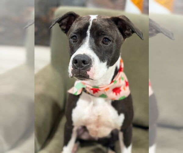 Medium Photo #41 American Pit Bull Terrier-Beagle Mix Puppy For Sale in Brewster, NY, USA