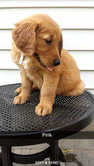 Golden Retriever Puppy for sale in PRESTON, IA, USA