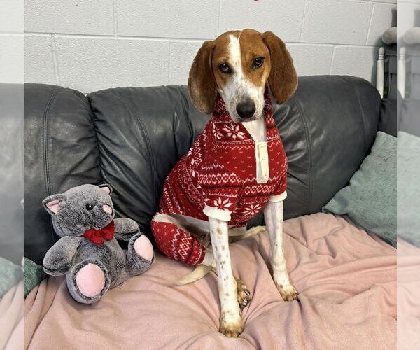 Medium Photo #10 Mutt Puppy For Sale in North Myrtle Beach, SC, USA