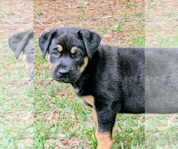 Medium Photo #2 Labrador Retriever-Unknown Mix Puppy For Sale in The Woodlands, TX, USA