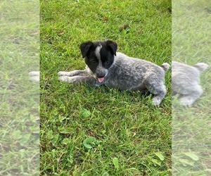 Australian Cattle Dog-Texas Heeler Mix Puppy for Sale in DOWNING, Wisconsin USA