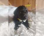 Small Doxiepoo (Miniature)