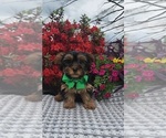 Small #3 Yorkshire Terrier