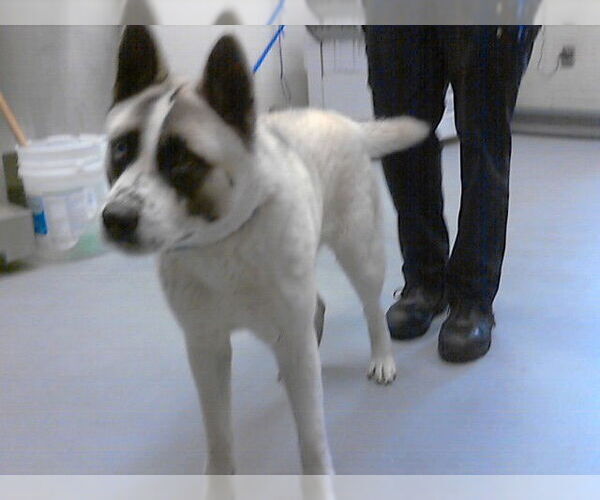 Medium Photo #1 Akita-Unknown Mix Puppy For Sale in Fayetteville, NC, USA