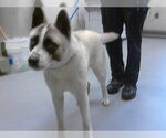 Small Akita Mix