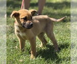 Small #3 Mutt