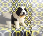 Small Photo #3 Saint Berdoodle Puppy For Sale in LANCASTER, PA, USA