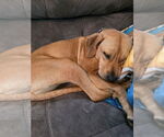 Small #1 Rhodesian Ridgeback Mix