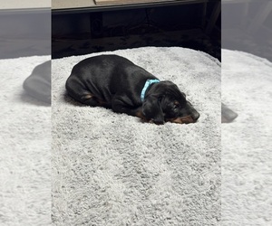 Medium Doberman Pinscher