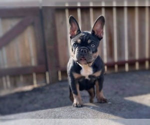 French Bulldog Puppy for sale in OJAI, CA, USA