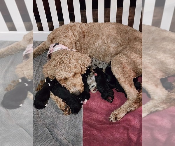 Medium Photo #1 Aussiedoodle Puppy For Sale in BOONEVILLE, AR, USA