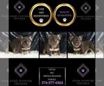 Small #1 French Bulldog