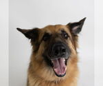 Small #23 German Shepherd Dog