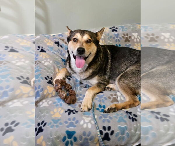 Medium Photo #2 Mutt Puppy For Sale in Arlington, VA, USA