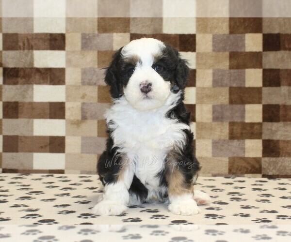 Medium Photo #3 Bernedoodle (Miniature) Puppy For Sale in DENVER, PA, USA