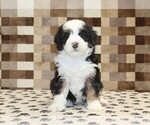 Small #2 Bernedoodle (Miniature)
