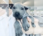 Small Photo #5 Thai Ridgeback Puppy For Sale in MANHATTAN, NY, USA