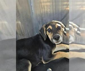 Mastiff Dogs for adoption in San Antonio, TX, USA