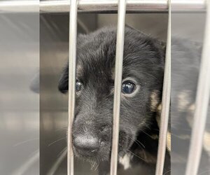 Labrador Retriever Dogs for adoption in Waco, TX, USA