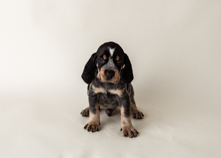 Bluetick Coonhound Puppy for sale in HAVRE DE GRACE, MD, USA