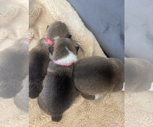 Pembroke Welsh Corgi Puppy for sale in EMMETT, ID, USA