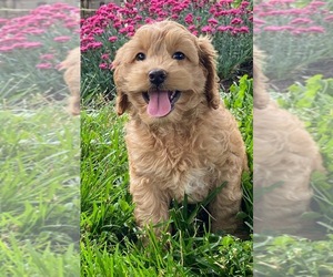 Cockapoo Puppy for sale in CANOGA, NY, USA