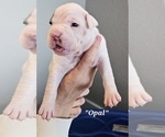 Puppy Opal Boxer