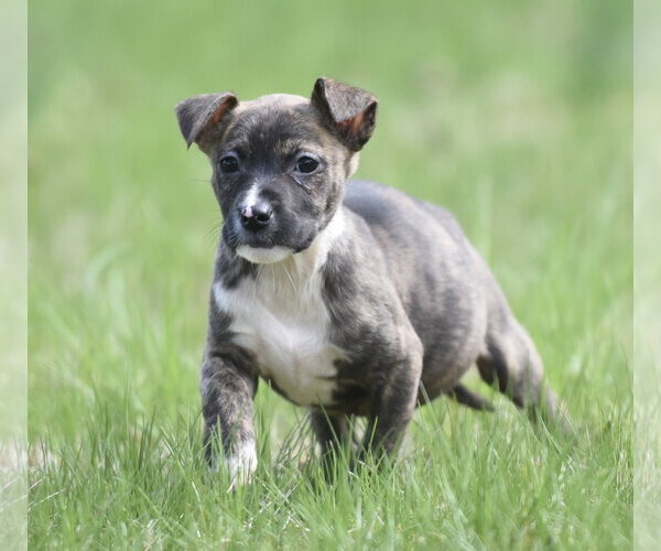Medium Photo #4 Chihuahua-Unknown Mix Puppy For Sale in Mechanicsburg, PA, USA
