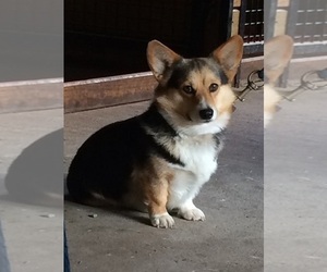 Father of the Pembroke Welsh Corgi puppies born on 09/14/2019