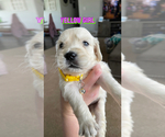 Puppy Girl Yellow Labradoodle