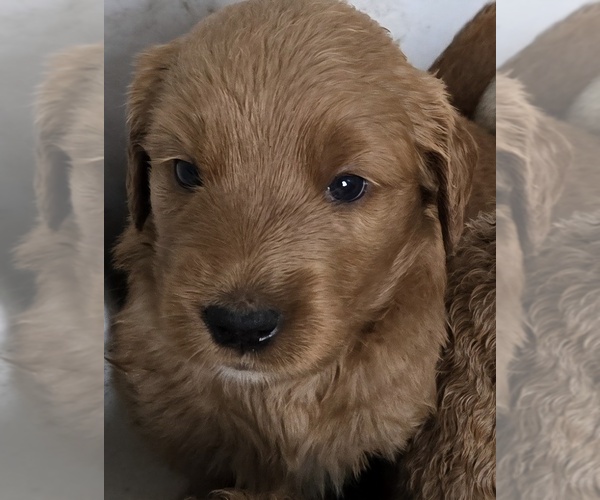 Medium Photo #16 Goldendoodle Puppy For Sale in BROADVIEW HEIGHTS, OH, USA
