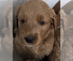 Small #15 Goldendoodle