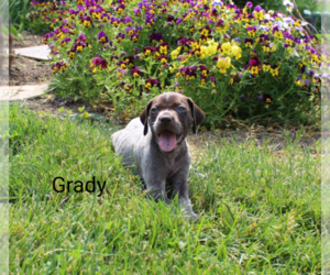 German Shorthaired Pointer Puppy for sale in RAGERSVILLE, OH, USA