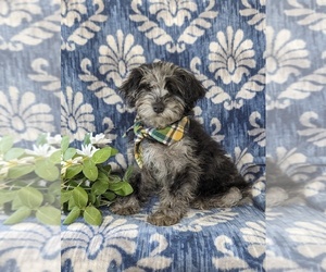 Brittany Puppy for sale in LINCOLN UNIVERSITY, PA, USA