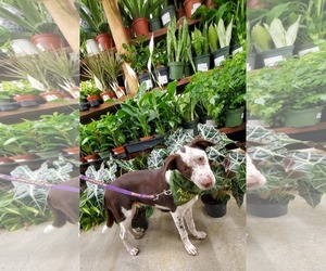 Nod - Male Pointer Aussie Dog for Adoption - Photo #3