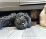 Small Photo #8 Labradoodle Puppy For Sale in SALT LAKE CITY, UT, USA