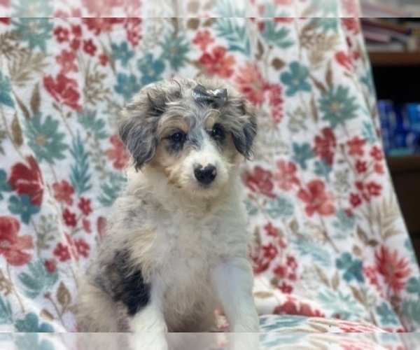 Medium Photo #5 Aussiedoodle Miniature  Puppy For Sale in LAKELAND, FL, USA