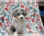 Small Photo #5 Aussiedoodle Miniature  Puppy For Sale in LAKELAND, FL, USA