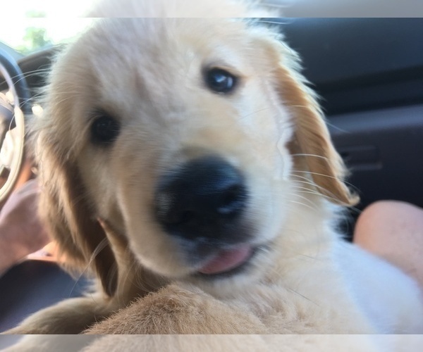 Medium Photo #13 Golden Retriever Puppy For Sale in ARCHBALD, PA, USA