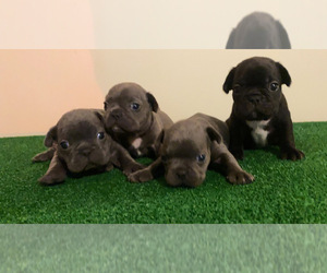 French Bulldog Puppy for sale in LOCUST GROVE, GA, USA