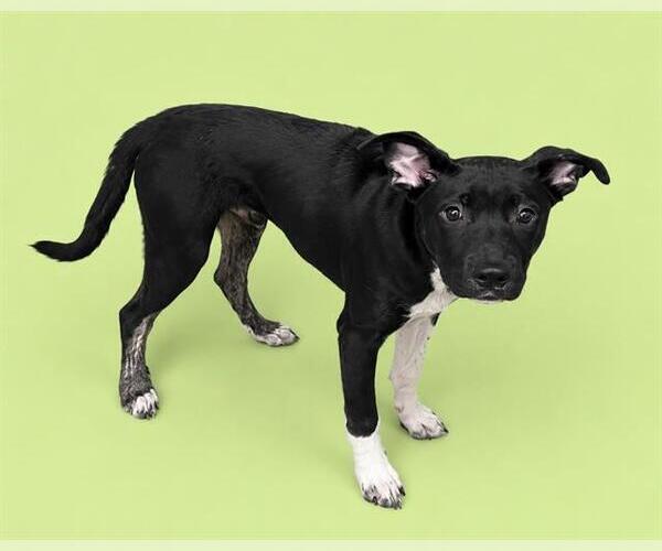 Medium Photo #2 Labrador Retriever-Unknown Mix Puppy For Sale in HESPERIA, CA, USA